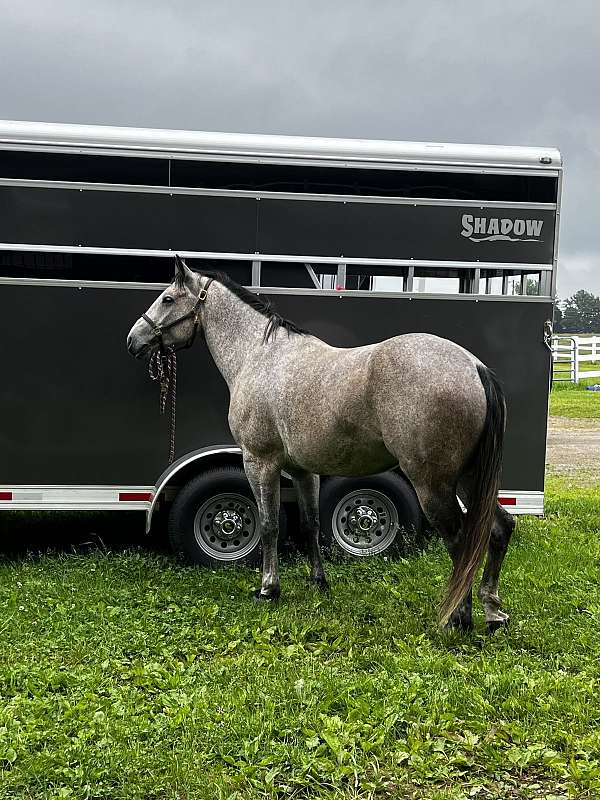 grey-ridden-western-horse