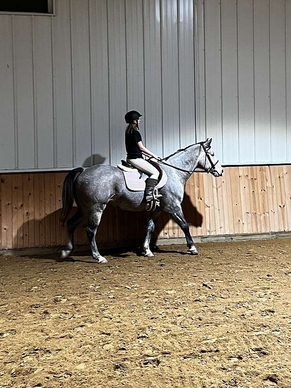 flashy-gelding