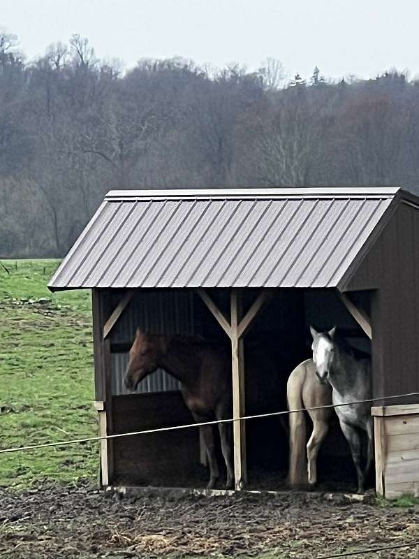 ridden-western-gelding