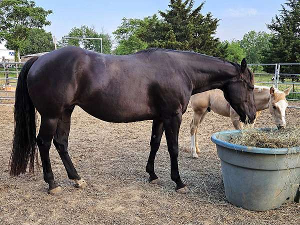 smokey-black-star-left-hind-half-pastern-horse