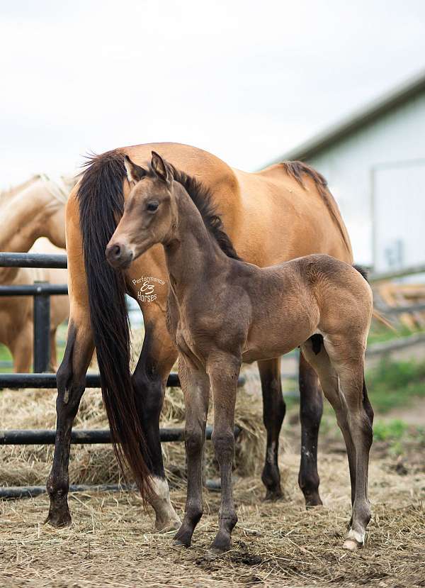 rodeo-colt-yearling