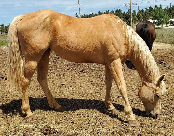 palomino-quarter-horse-mare