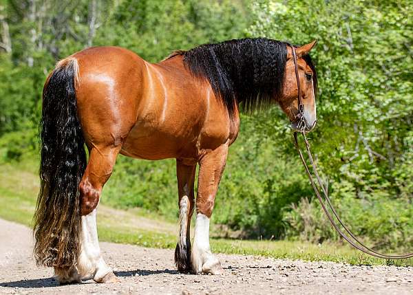 r-clydesdale-horse