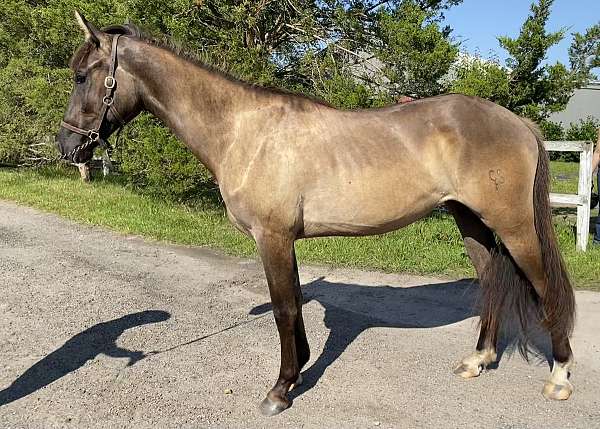 apha-arabian-friesian-horse