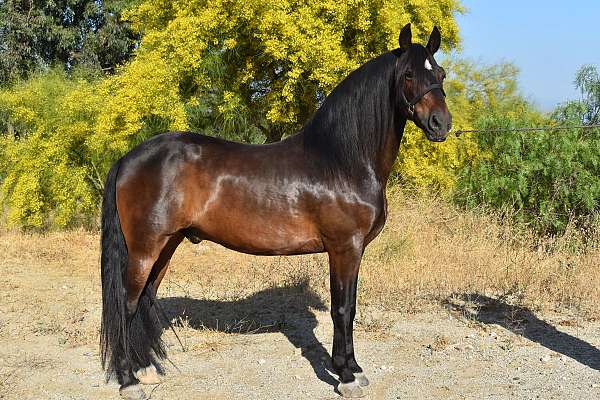 western-riding-andalusian-horse