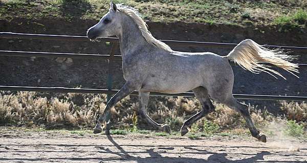14-hand-arabian-stallion