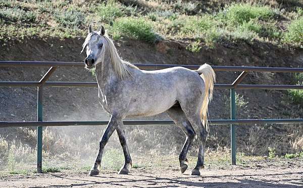 ahr-arabian-stallion