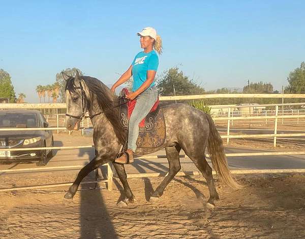 andalusian-horse-for-sale