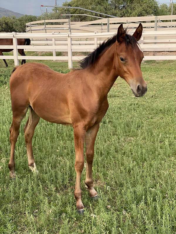 half-arabian-colt