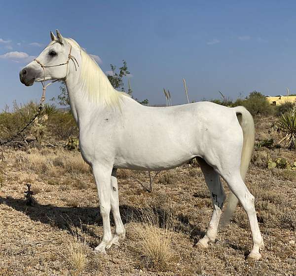 arabian-mare