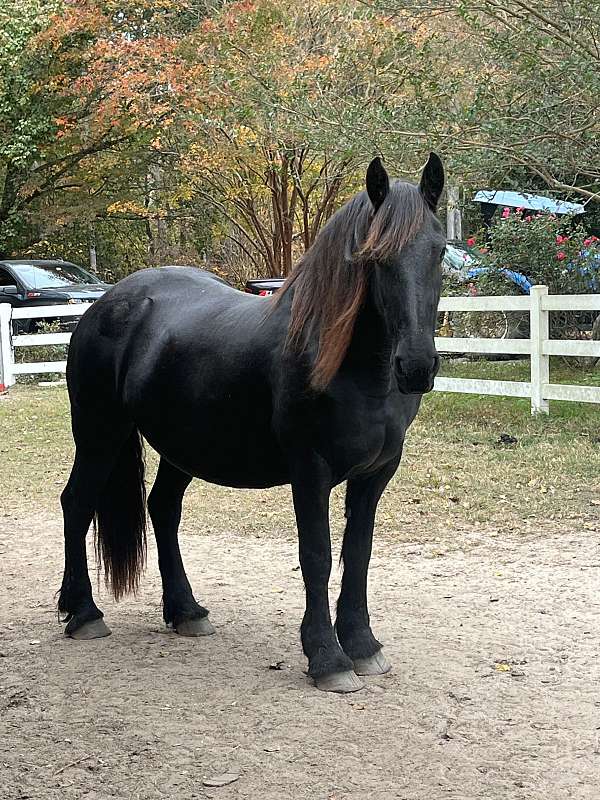 longe-line-friesian-horse