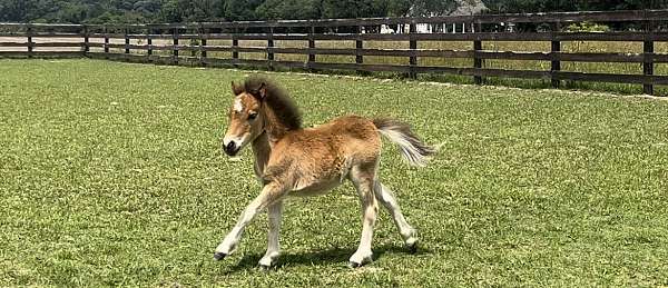 miniature-filly