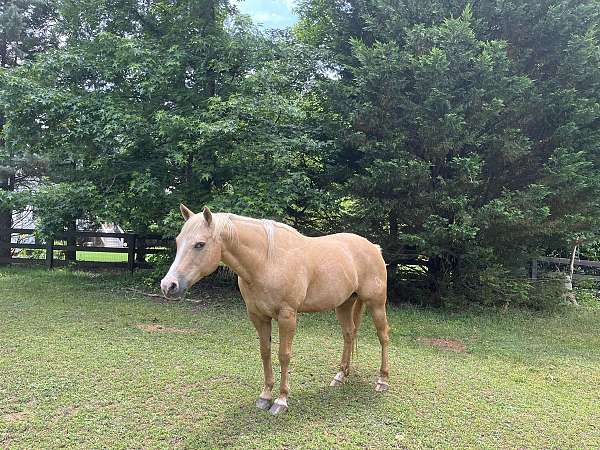 quarter-pony-mare