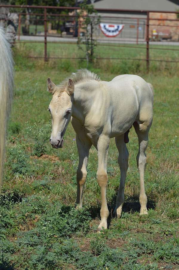 andalusian-colt