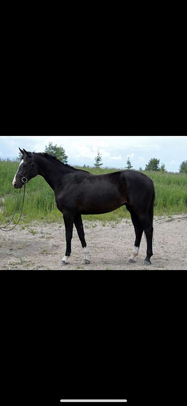 bay-canadian-foal