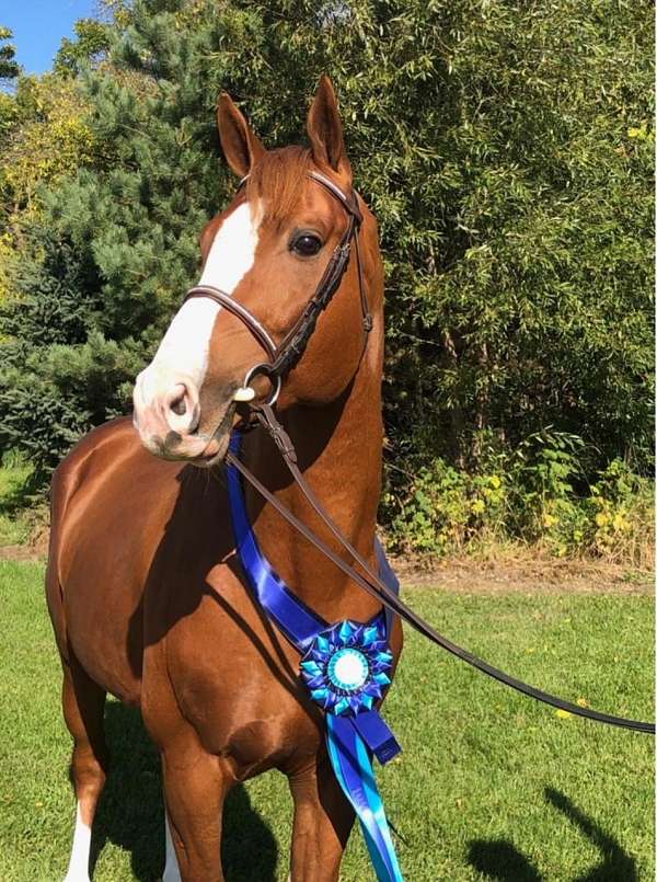 pretty-warmblood-horse