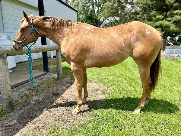 chestnut-filly-for-sale