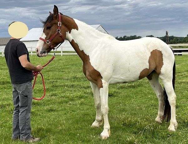 driving-western-pleasure-paint-horse