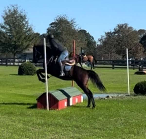 barrel-thoroughbred-pony