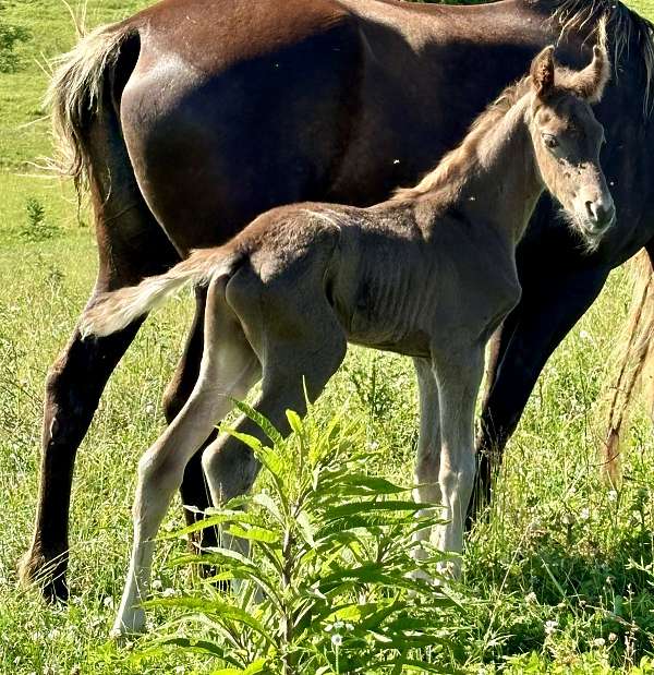 babies-rocky-mountain-horse