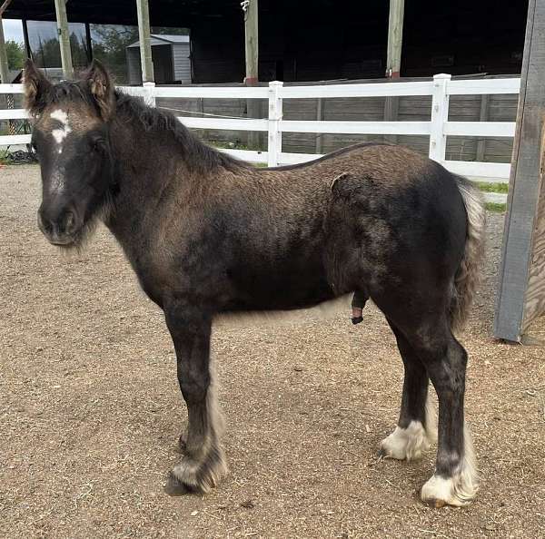 2-white-hinds-swirly-star-horse