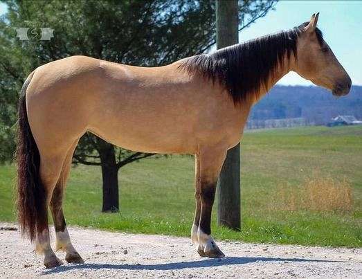 all-around-quarter-horse