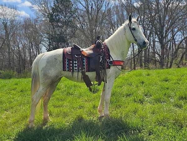 grey-see-pictures-horse