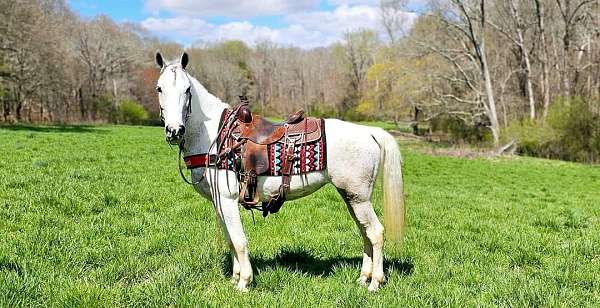 trail-spotted-saddle-horse