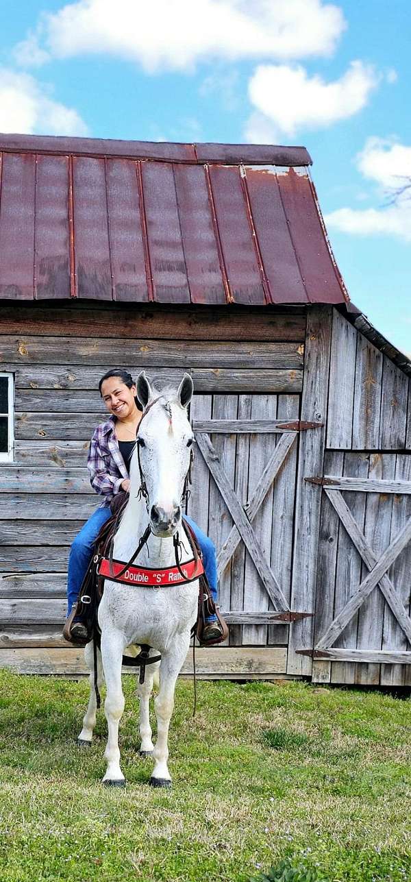 trail-riding-spotted-saddle-horse