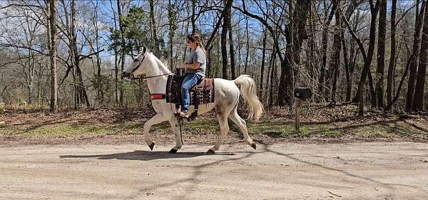 smooth-spotted-saddle-horse