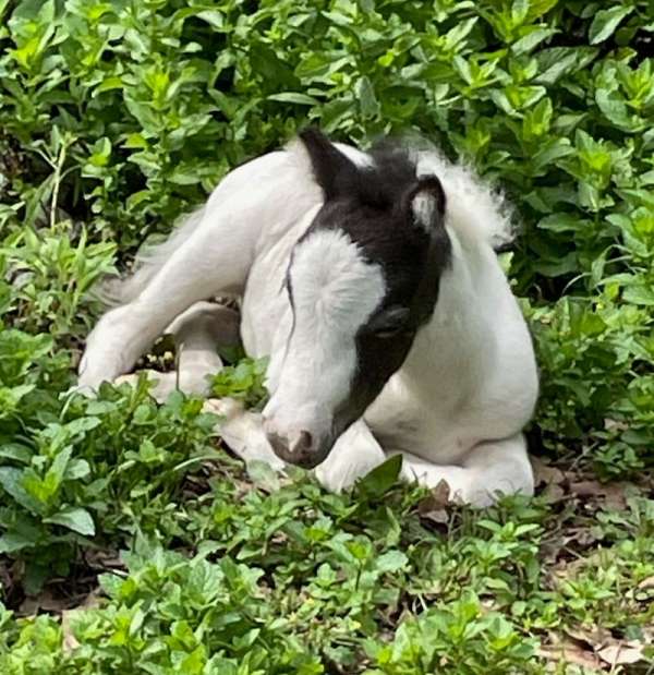 miniature-filly