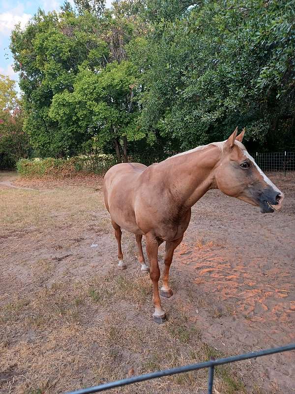 all-around-quarter-horse