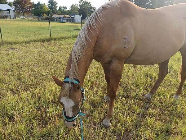 anything-quarter-horse