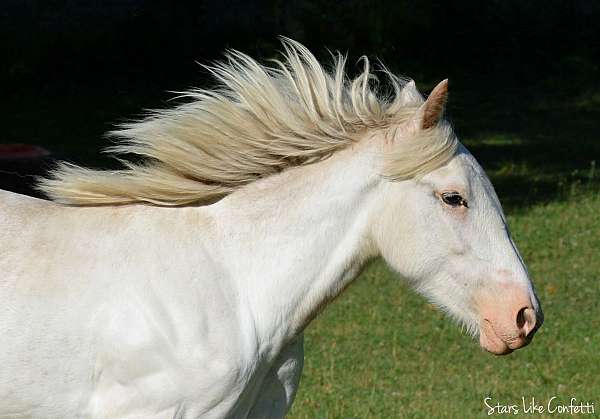 sabino-chestnut-with-agouti-horse