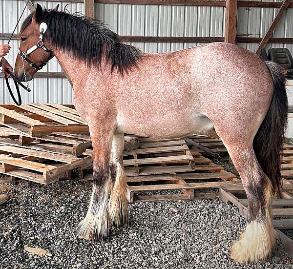 chips-gypsy-vanner-horse