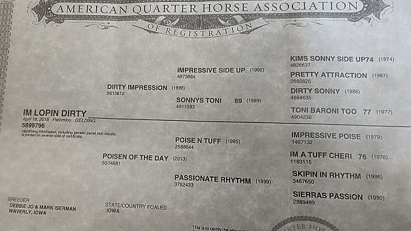 athletic-quarter-pony