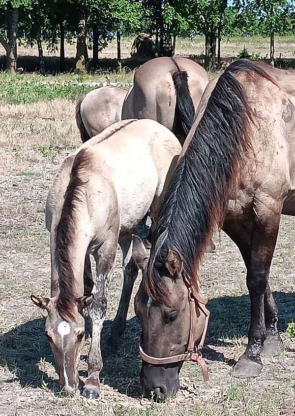 grulla-quarter-horse-filly