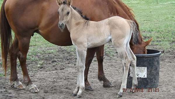 grulla-filly-mare-for-sale