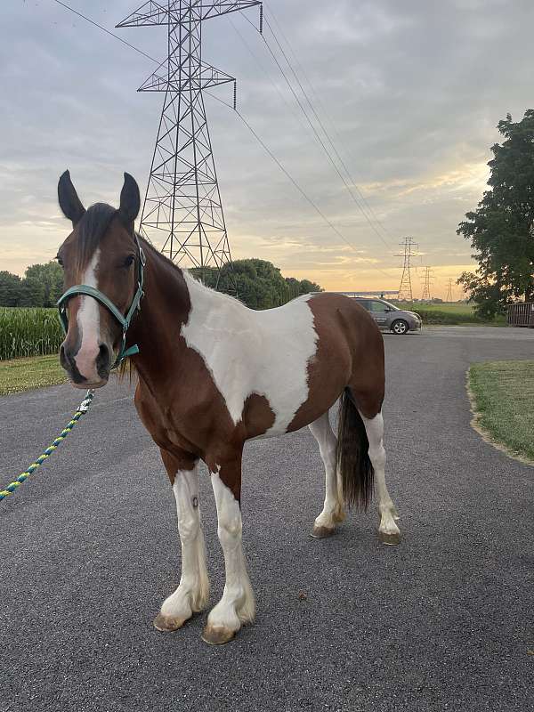 gypsy-vanner-mare