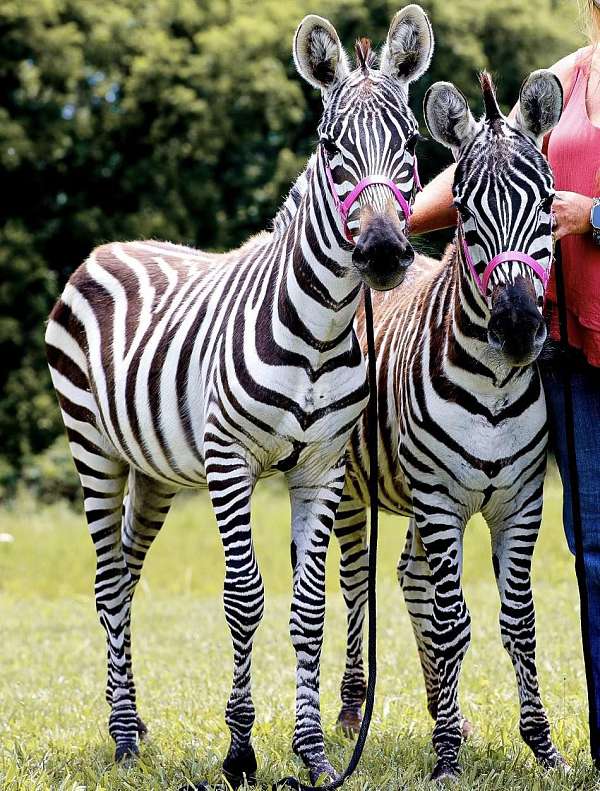 zebra-quarter-horse