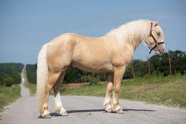 palomino-acdha-horse