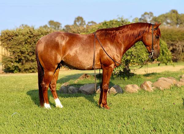 red-roan-rear-socks-horse