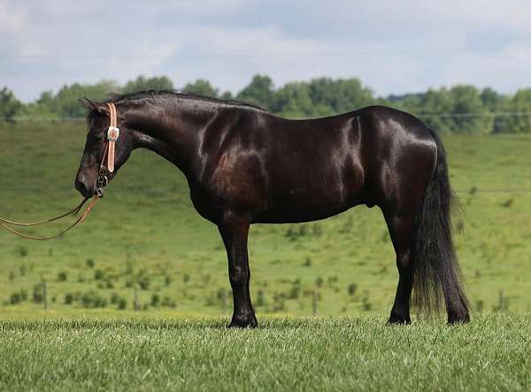 grey-bald-face-horse