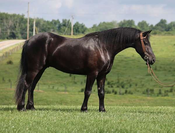 ranch-work-quarter-horse