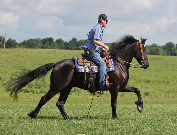 trail-quarter-horse