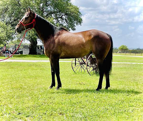 all-around-quarter-horse