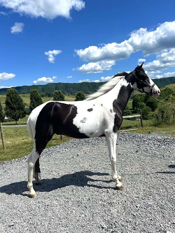 tobiano-tennessee-walking-gelding