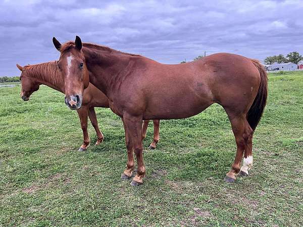 on-the-money-red-paint-horse