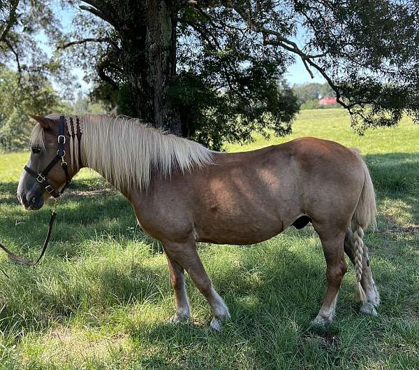 confidence-haflinger-horse