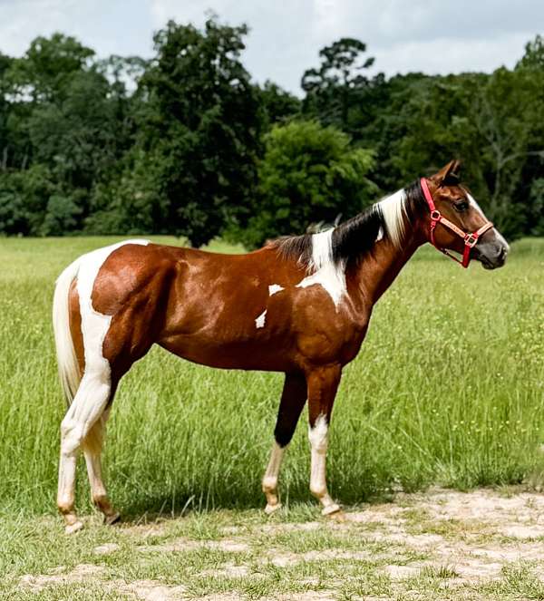 paint-horse